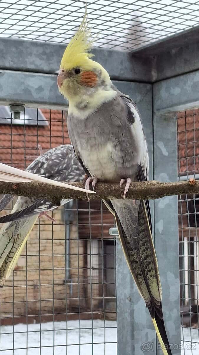 Korely chocholaté 9