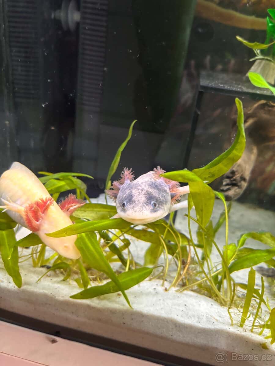 Axolotl 1
