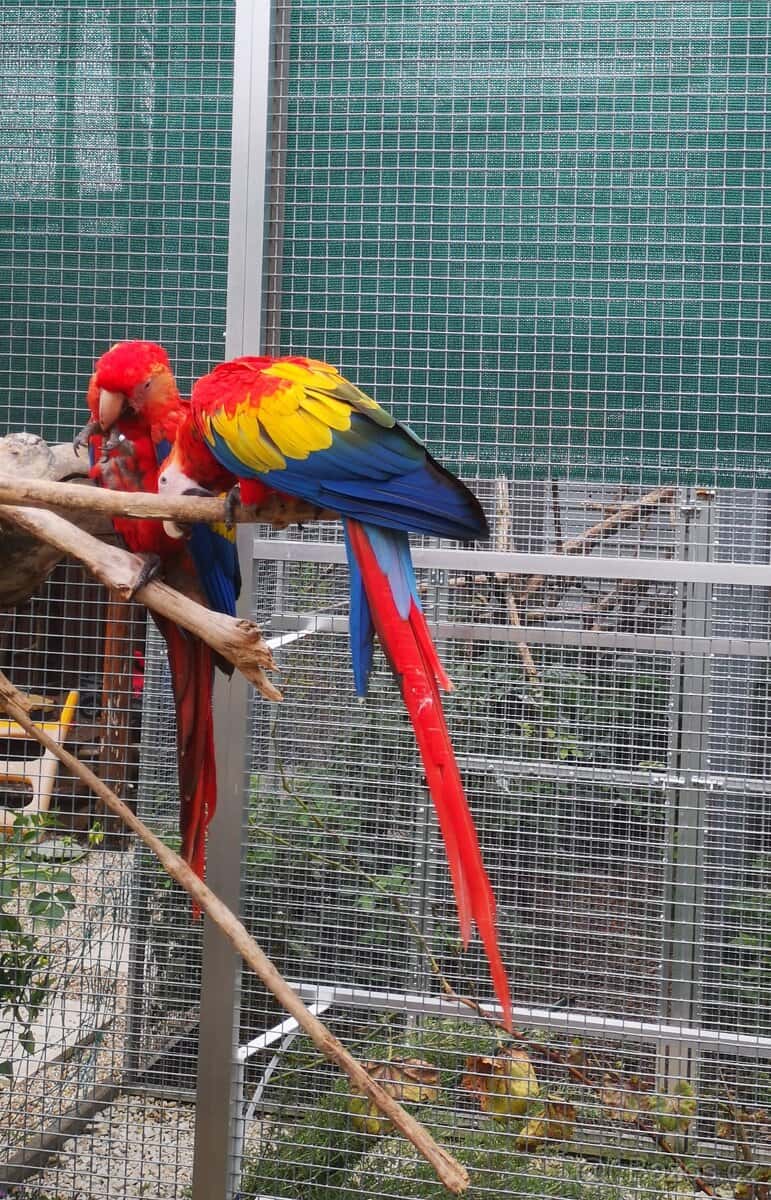 ARA arakanga macao 1