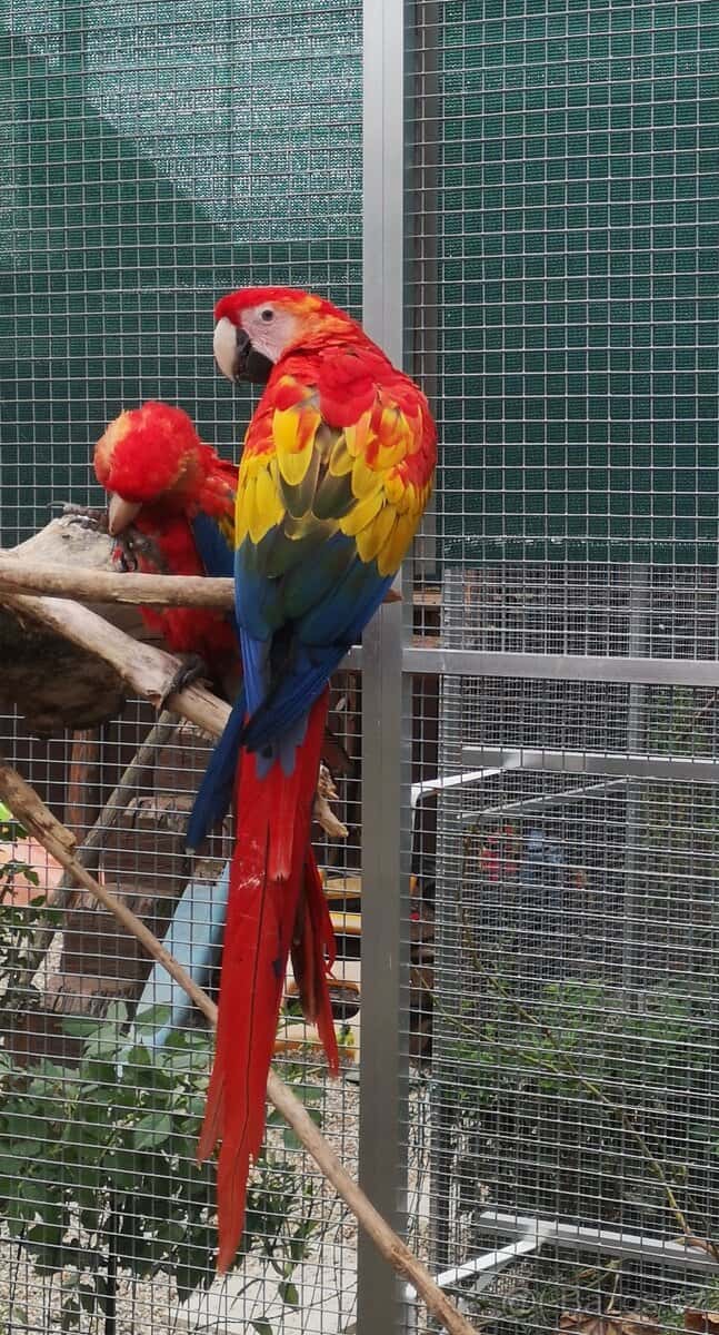 ARA arakanga macao 2