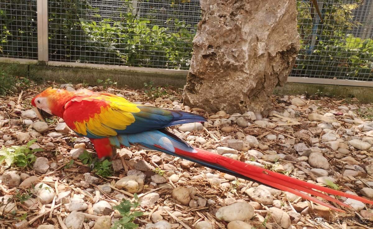 ARA arakanga macao 5