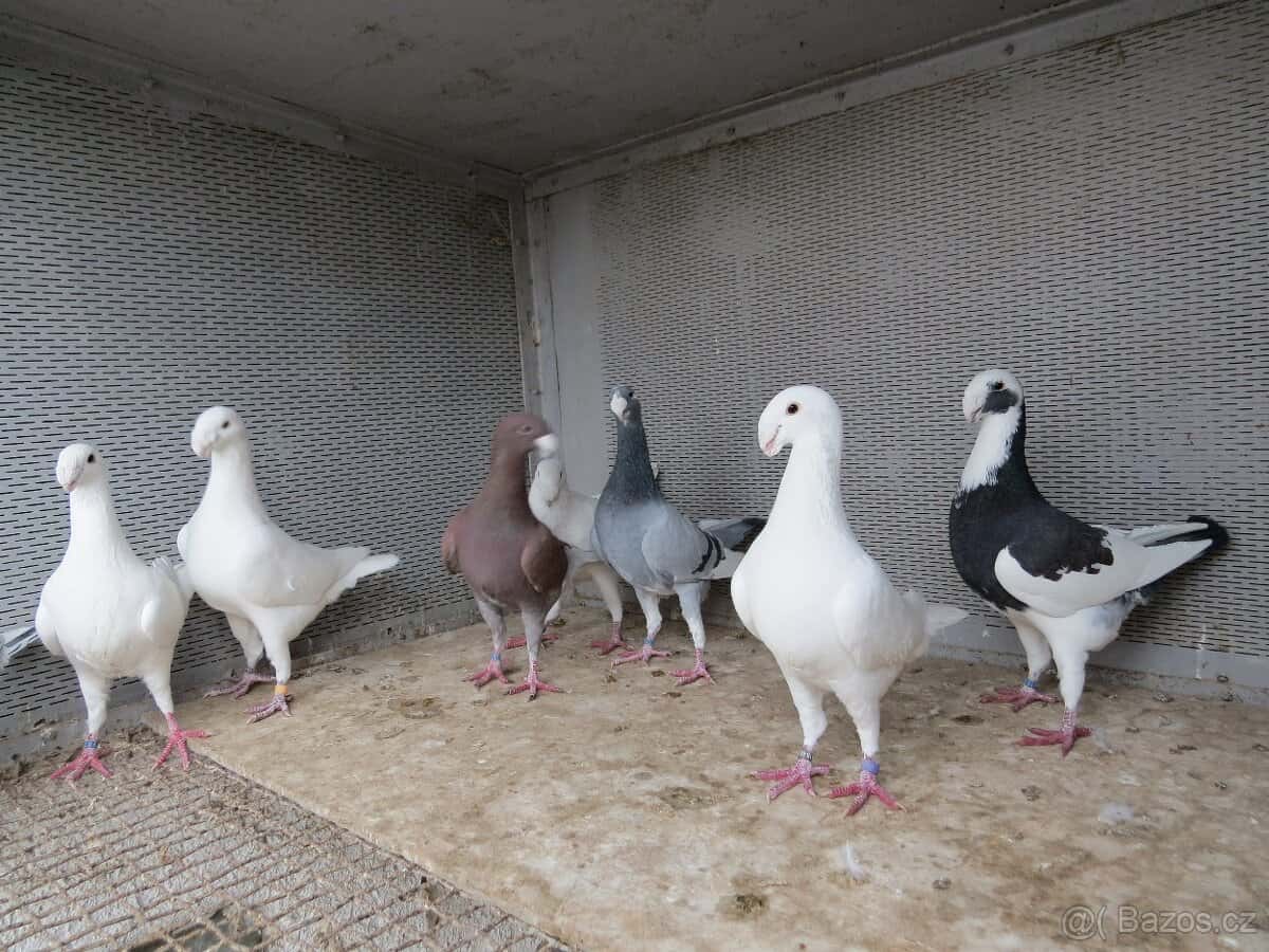 Holubi 3