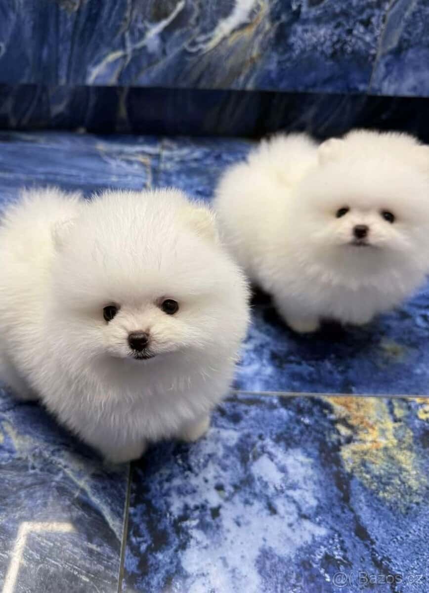 Pomeranian mini 2