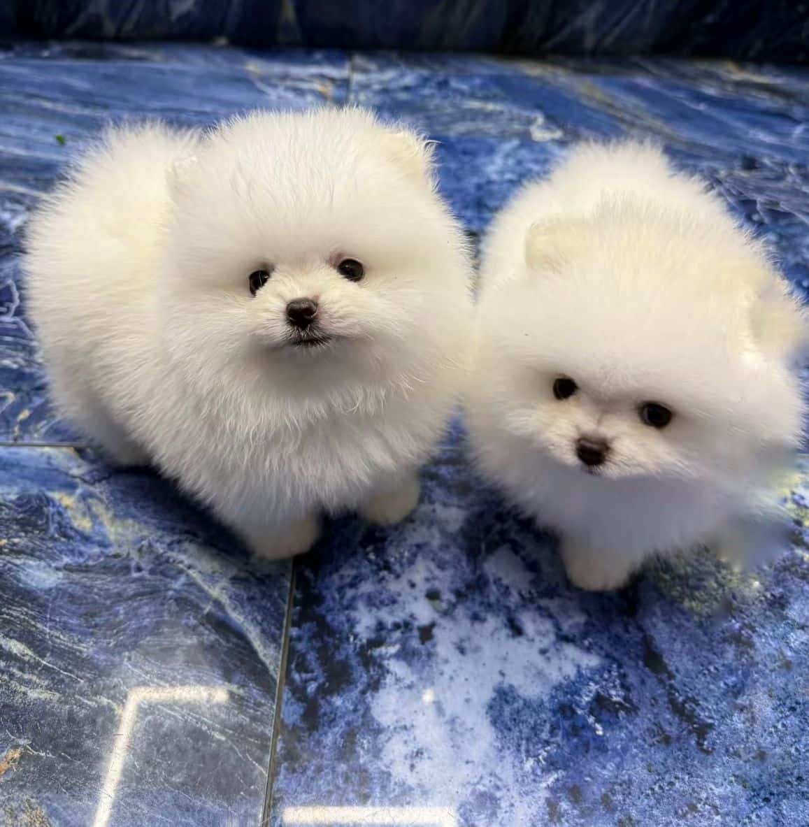 Pomeranian mini 3