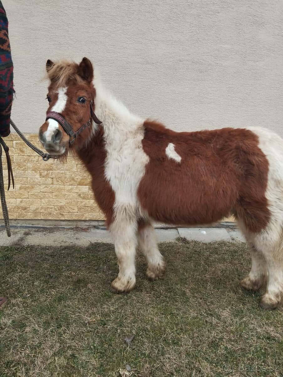 Pony 1