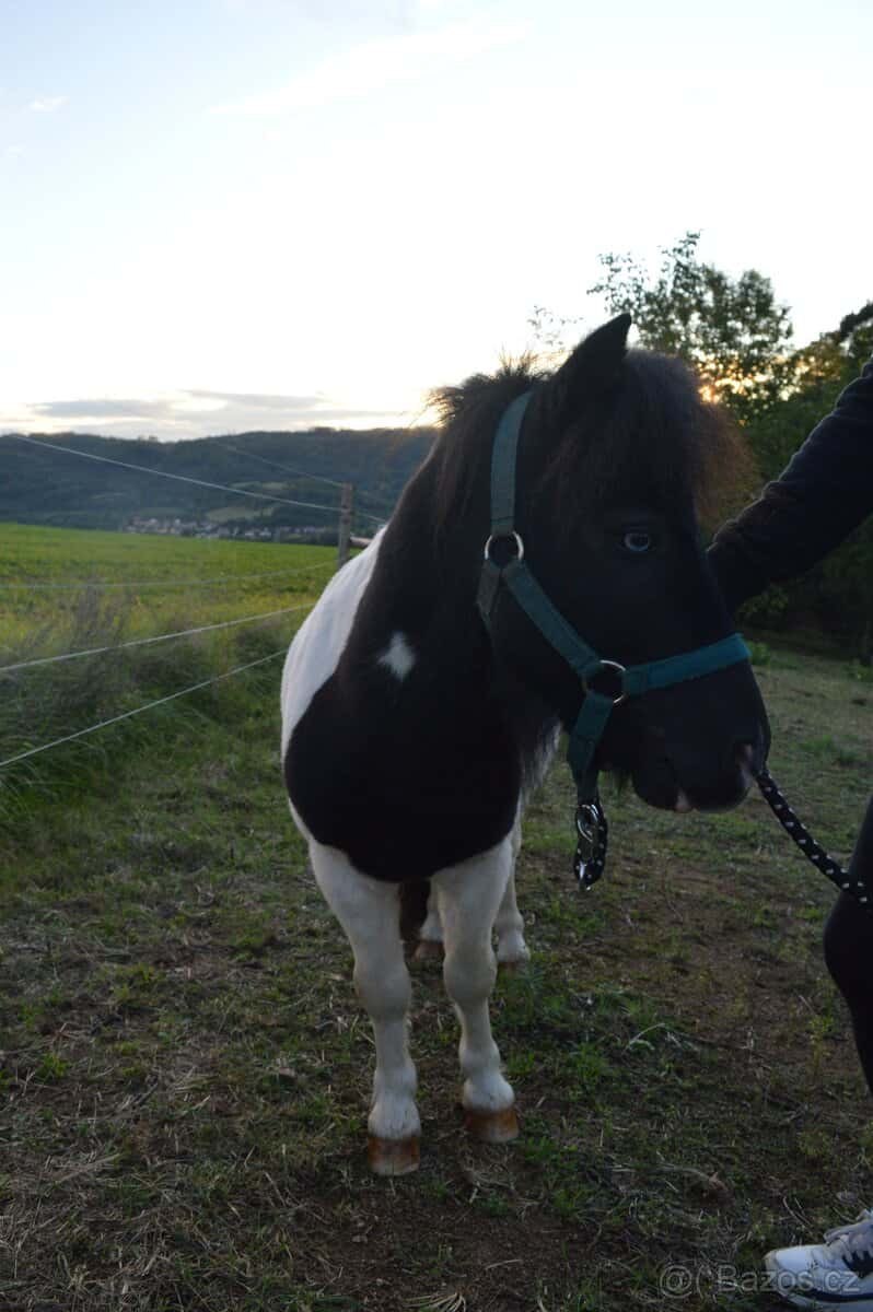 Prodej Pony 6