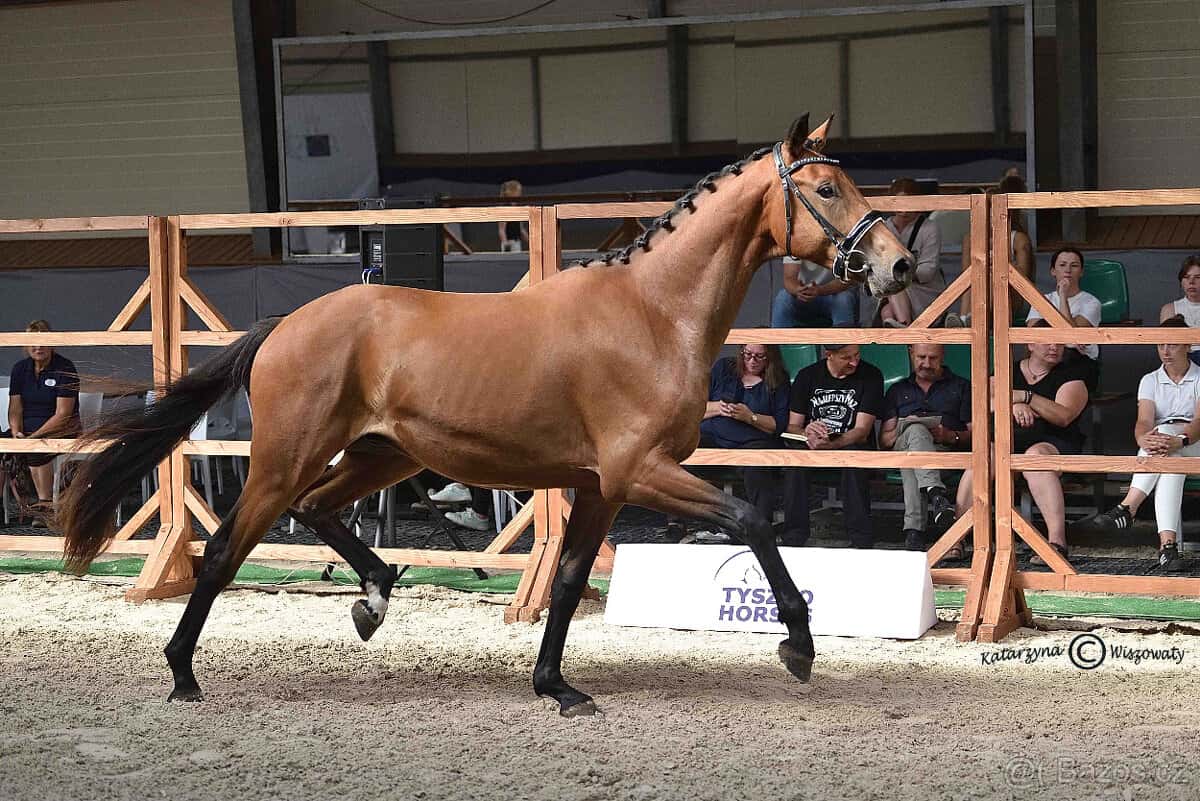 mladý valach do drezury 5