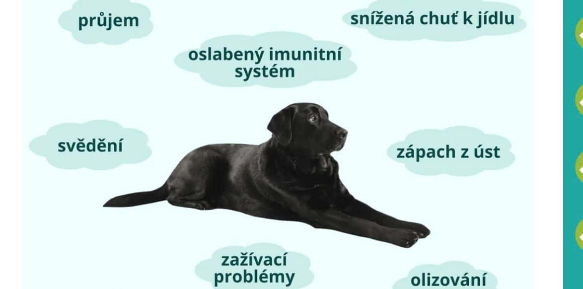 Prodám  Vitamíny pro psa 3