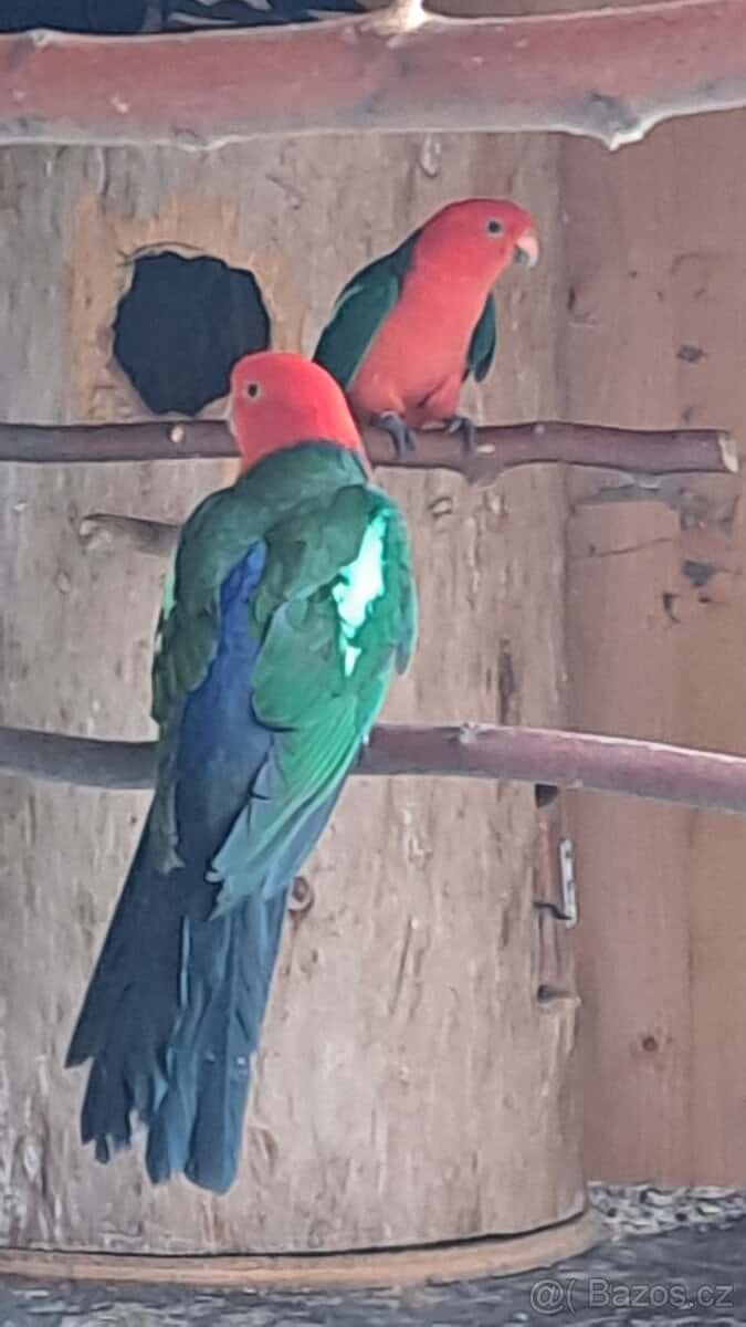 Papousek kralovsky 2