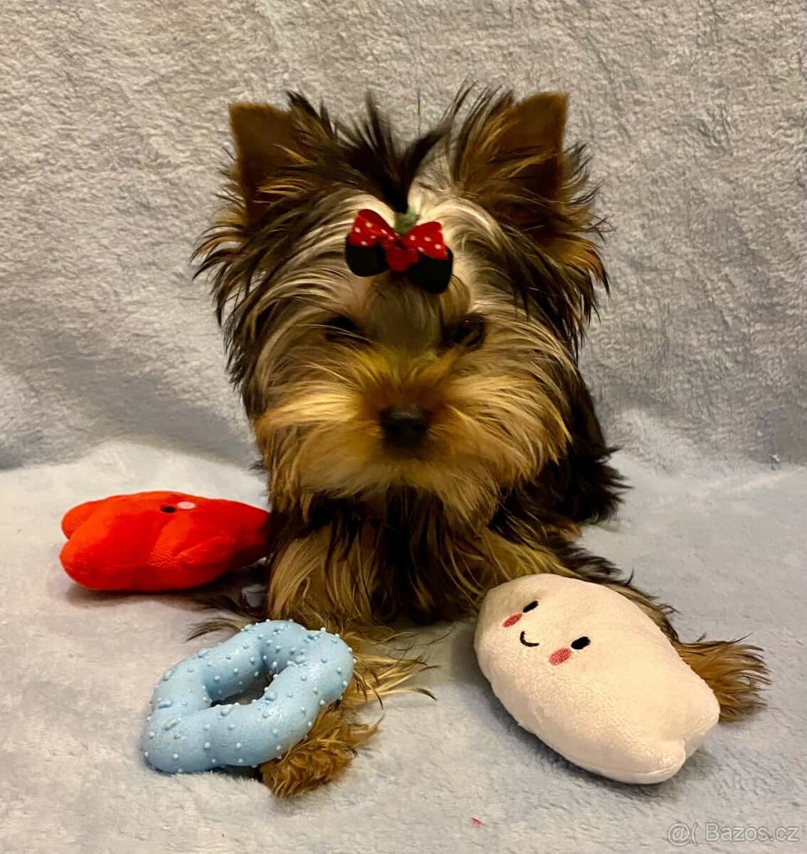 Yorkšírský teriér 1