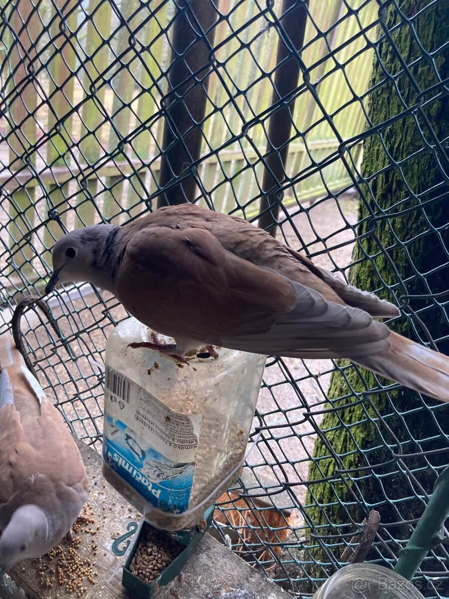 Hrdlička chechtavá 3