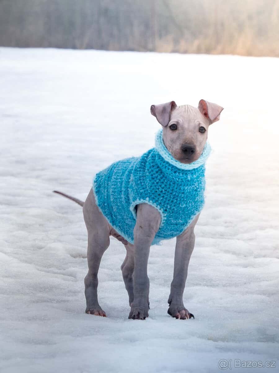 Americký bezsrstý teriér 1