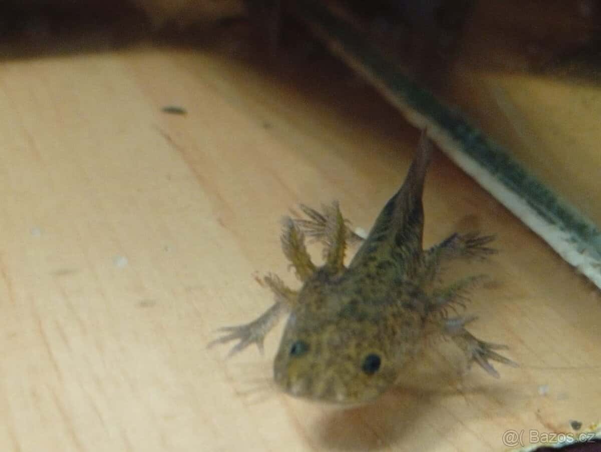 Axolotl 1
