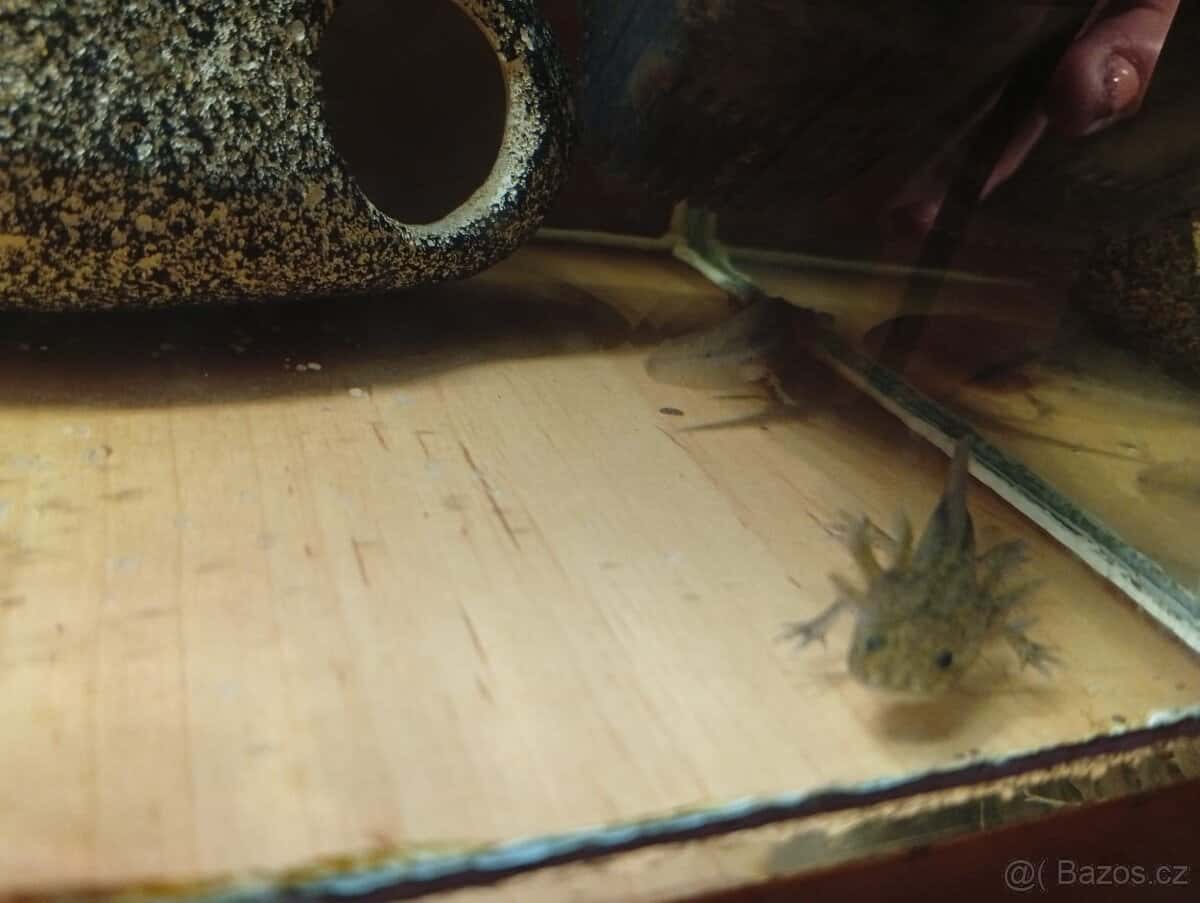 Axolotl 2