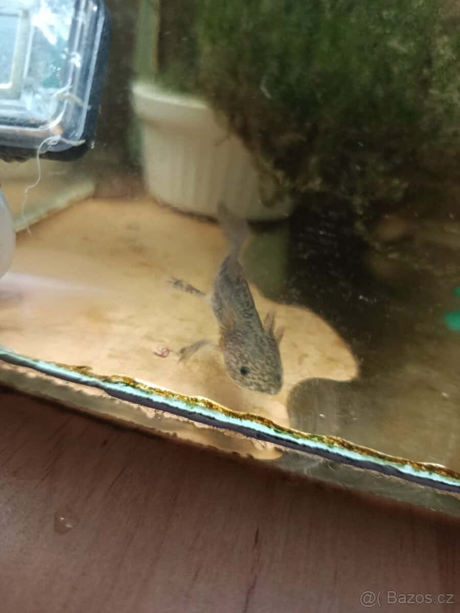 Axolotl 3