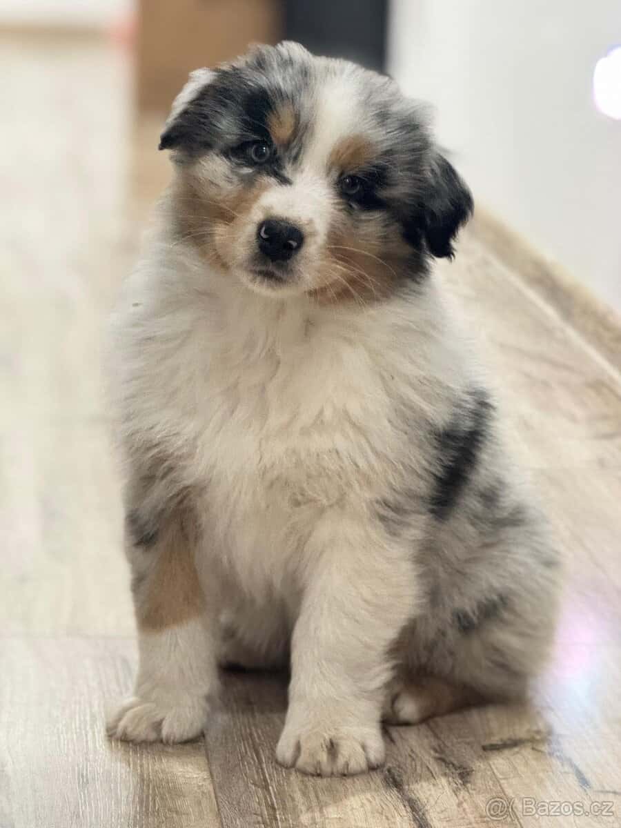 Australsky ovcak s PP 3