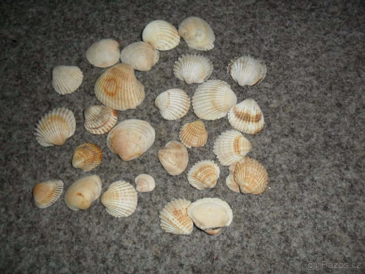 mušle 4