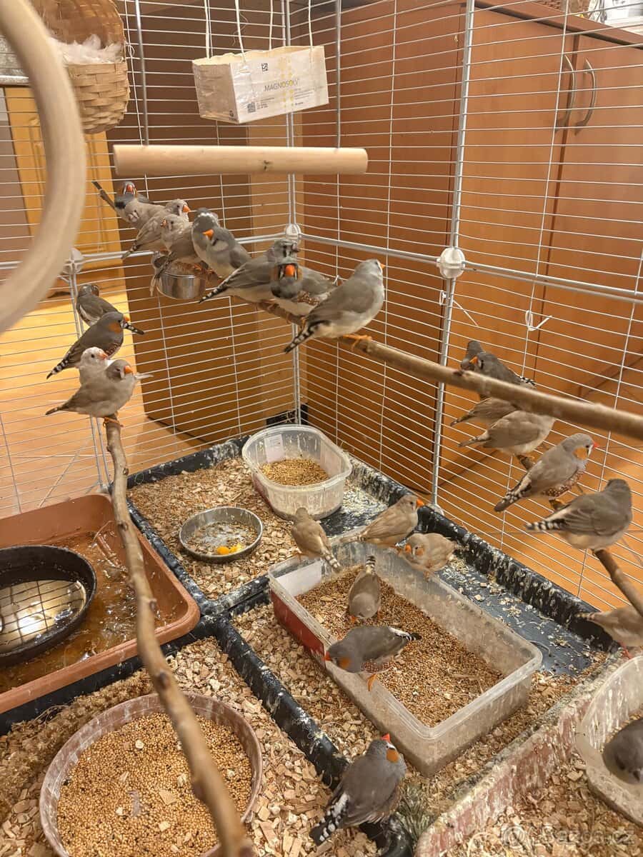 Zebřička pestrá 8