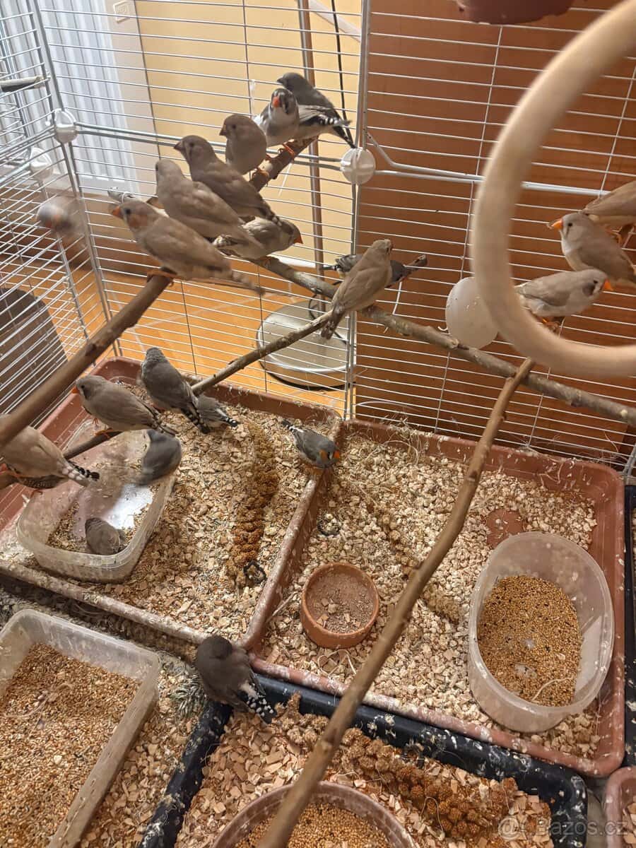 Zebřička pestrá 13