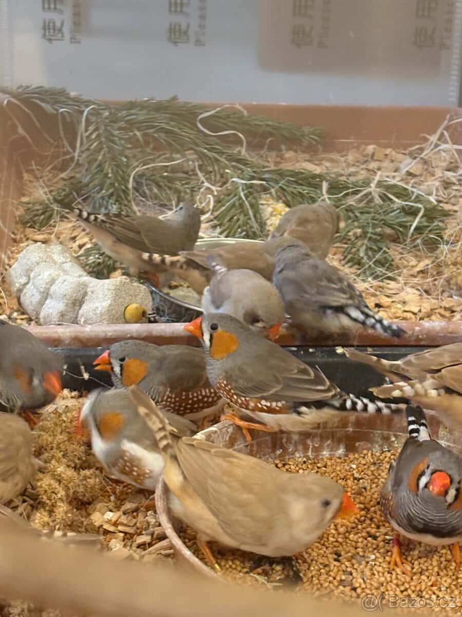 Zebřička pestrá 14