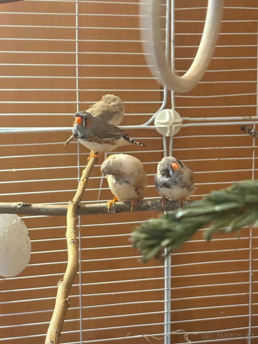 Zebřička pestrá 15