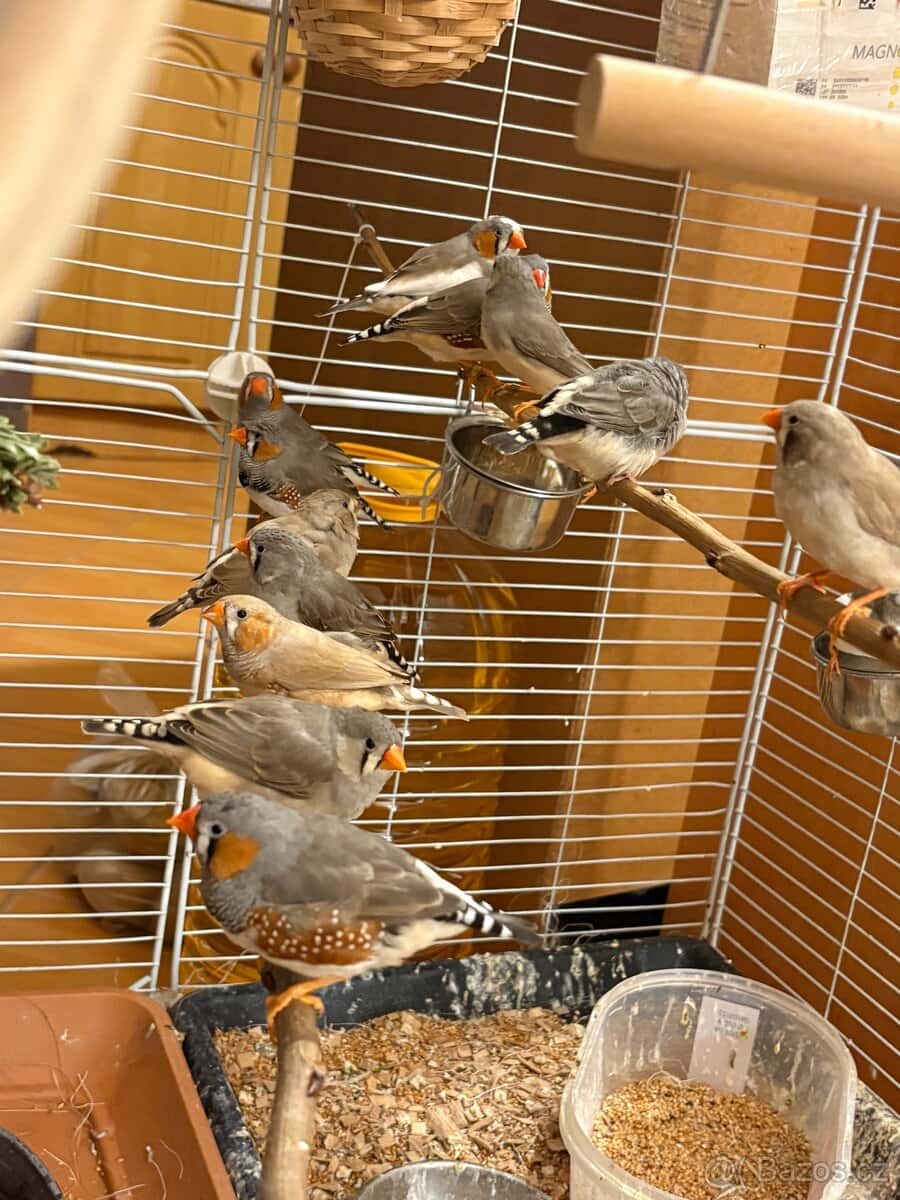 Zebřička pestrá 16