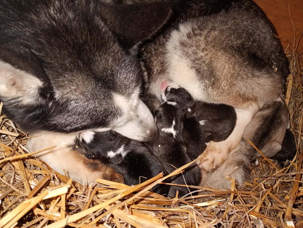 Husky štěňátka 3