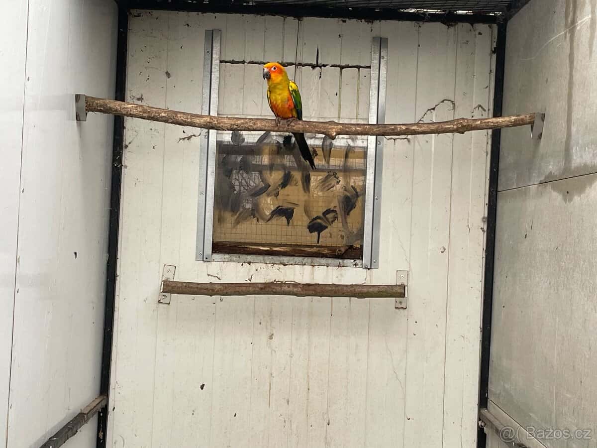 Aratinga sluneční 2