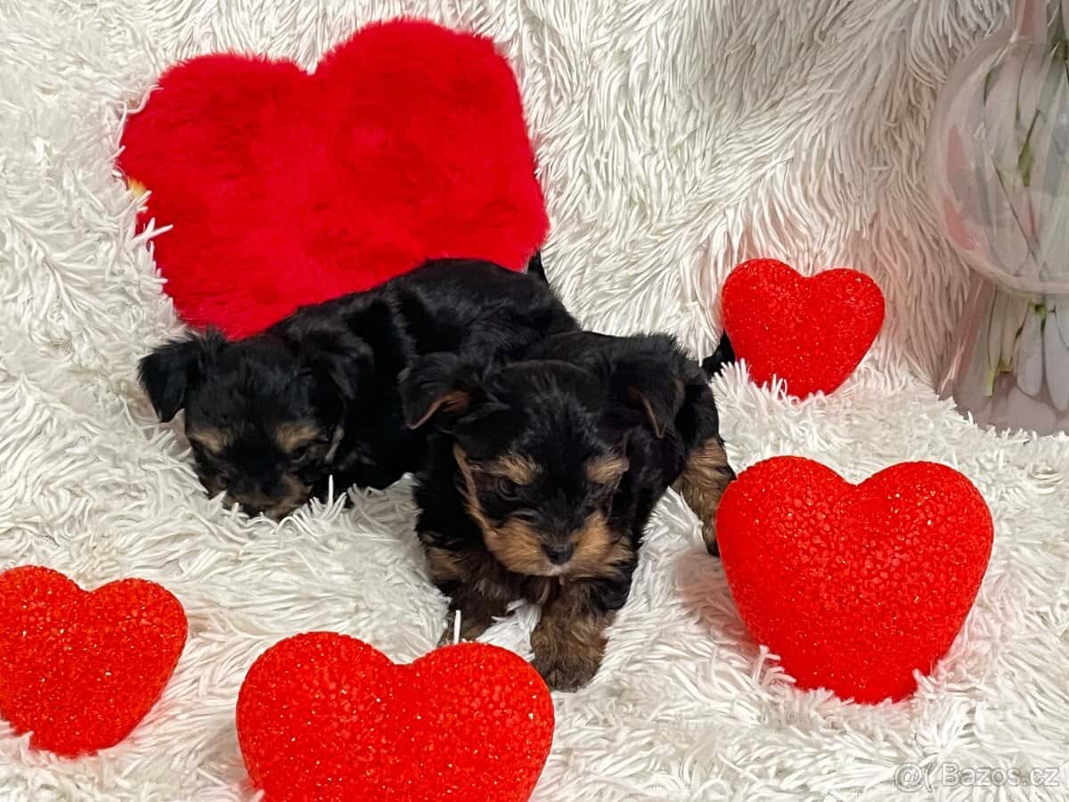 Jorkšírský teriér 2