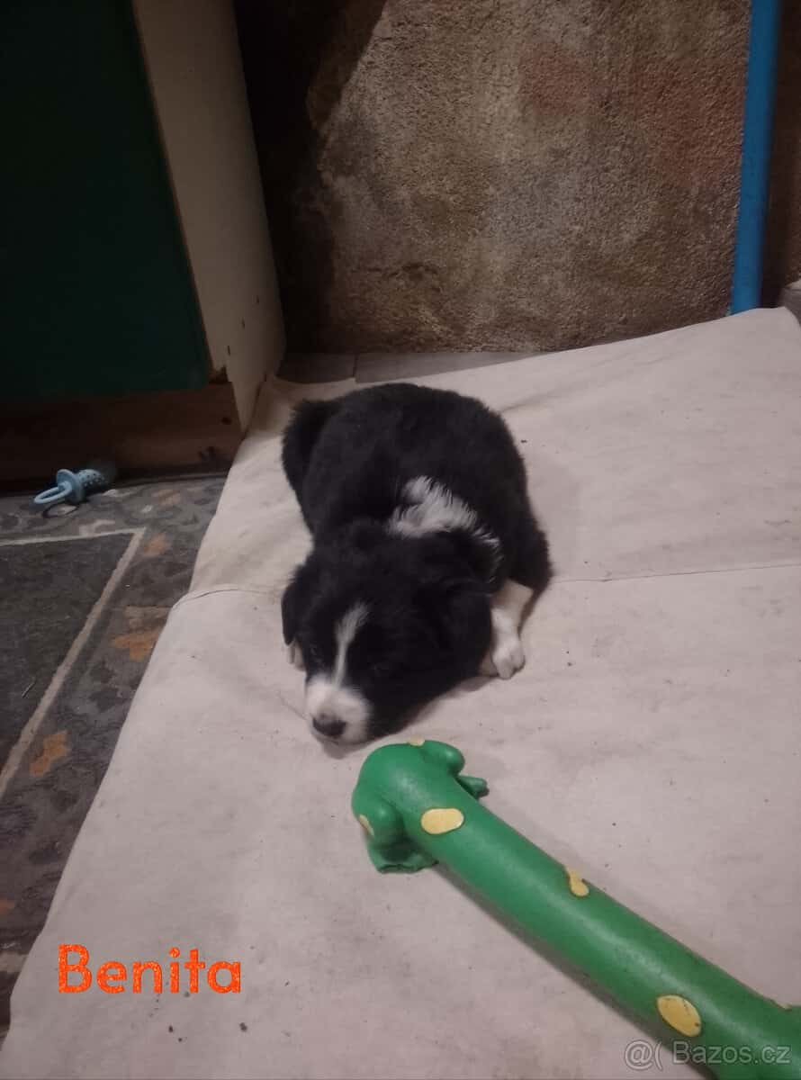 štěňata border collie 1