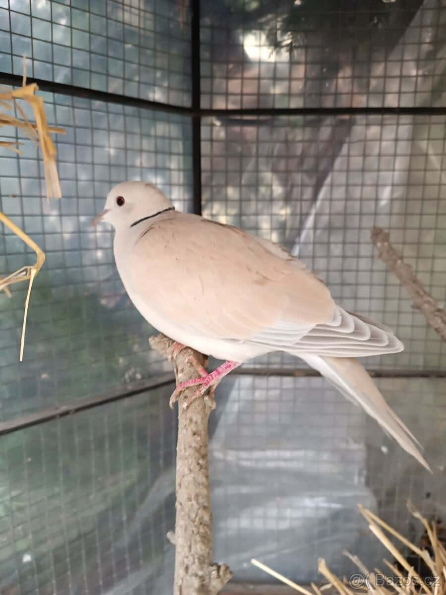 Hrdlička chechtavá 2