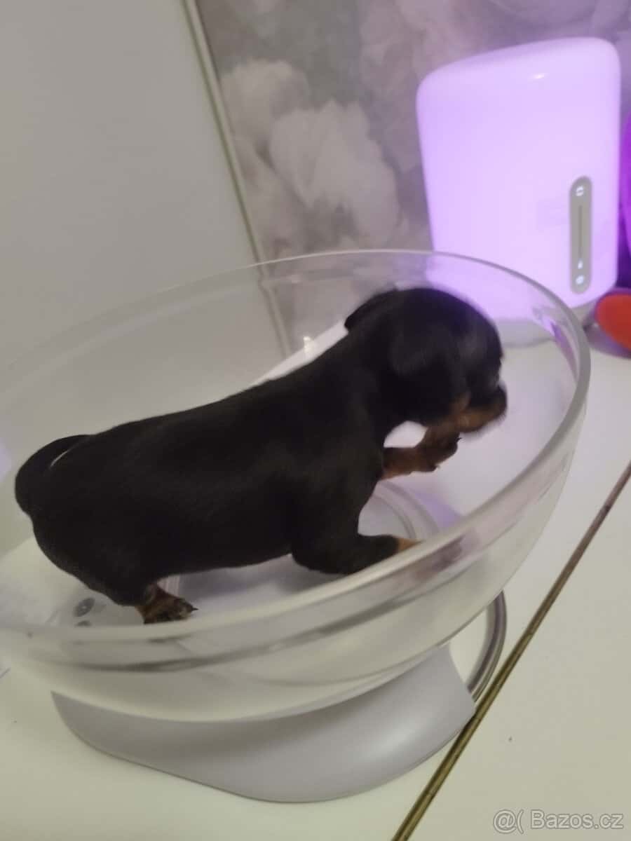 Pražský krysařík - štěňata 5