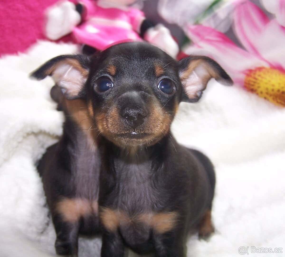 Pražský krysařík - štěňata 6