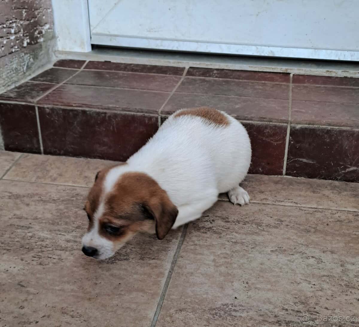 Jack Russell terier 6