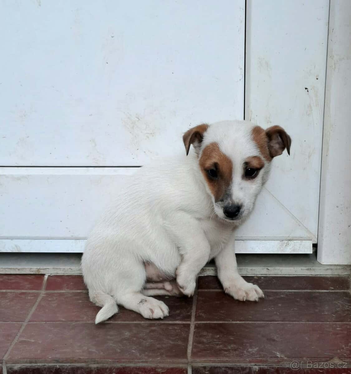 Jack Russell terier 10