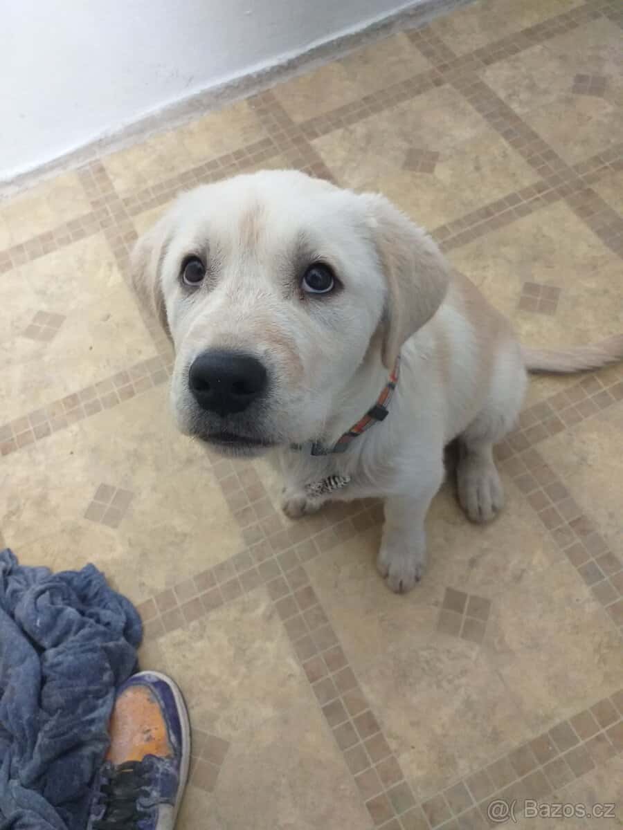 Prodám štěně 1