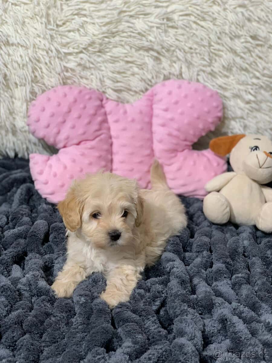 Maltipoo pudl 4