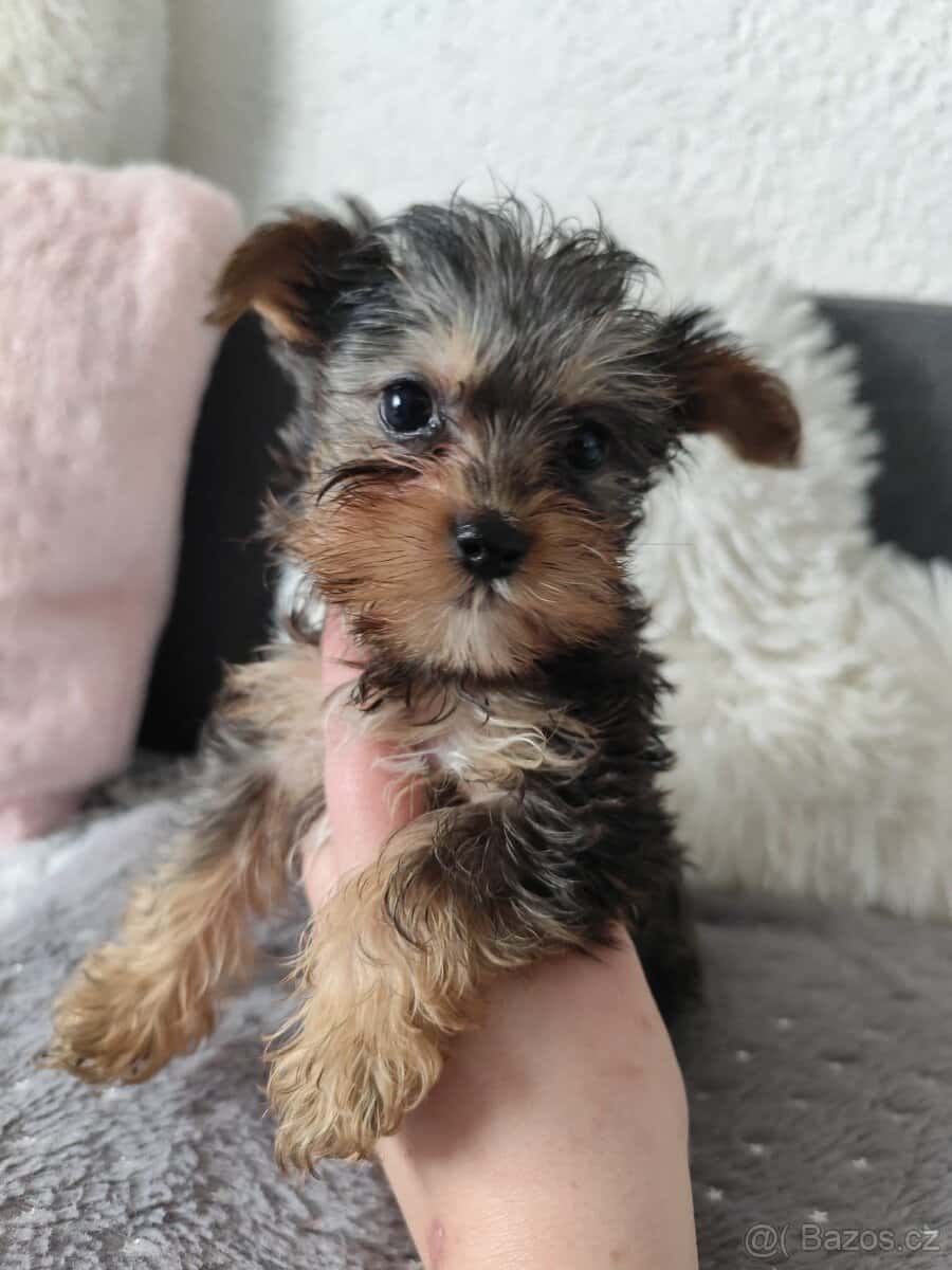 Jorkšírský teriér 1