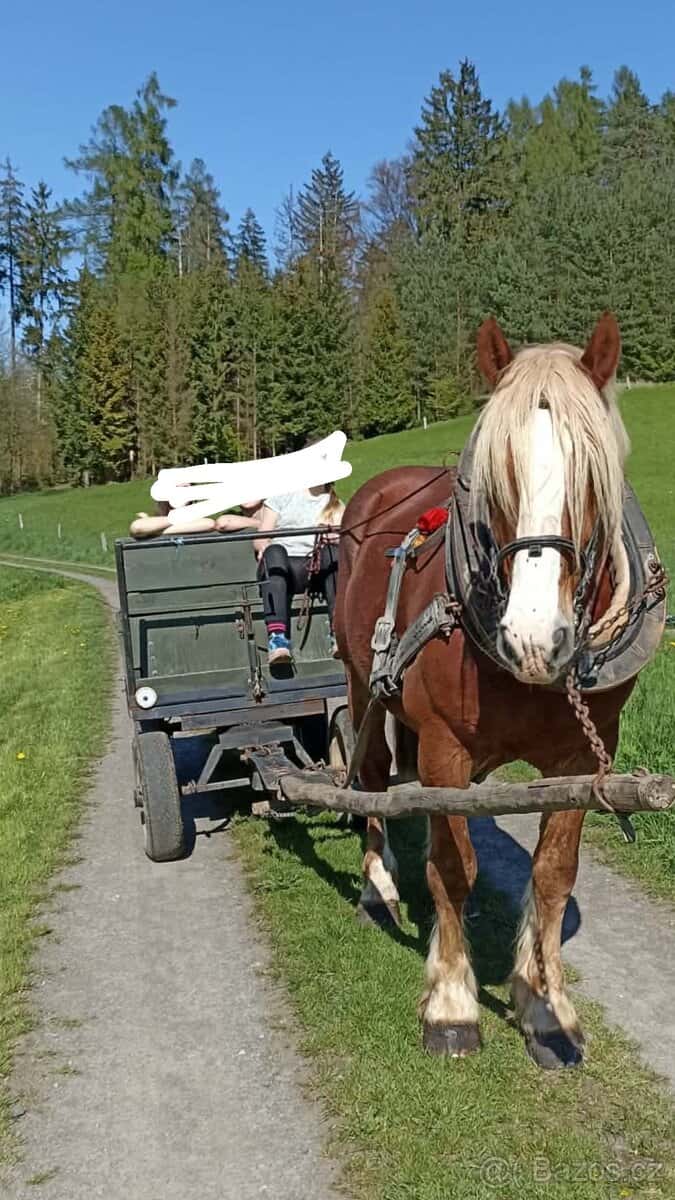 Vozík za koně 2