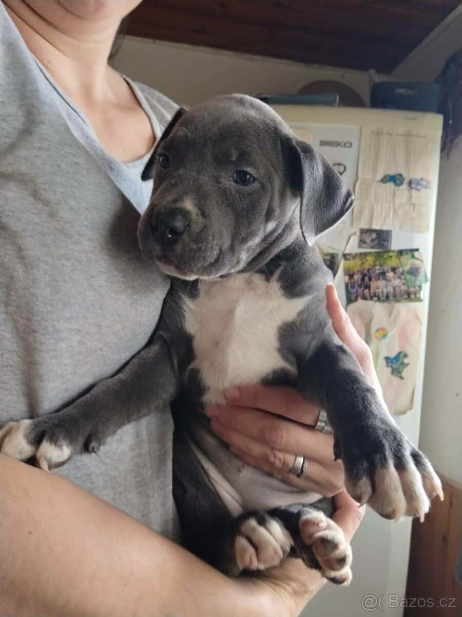 Štěňata Stafford 2