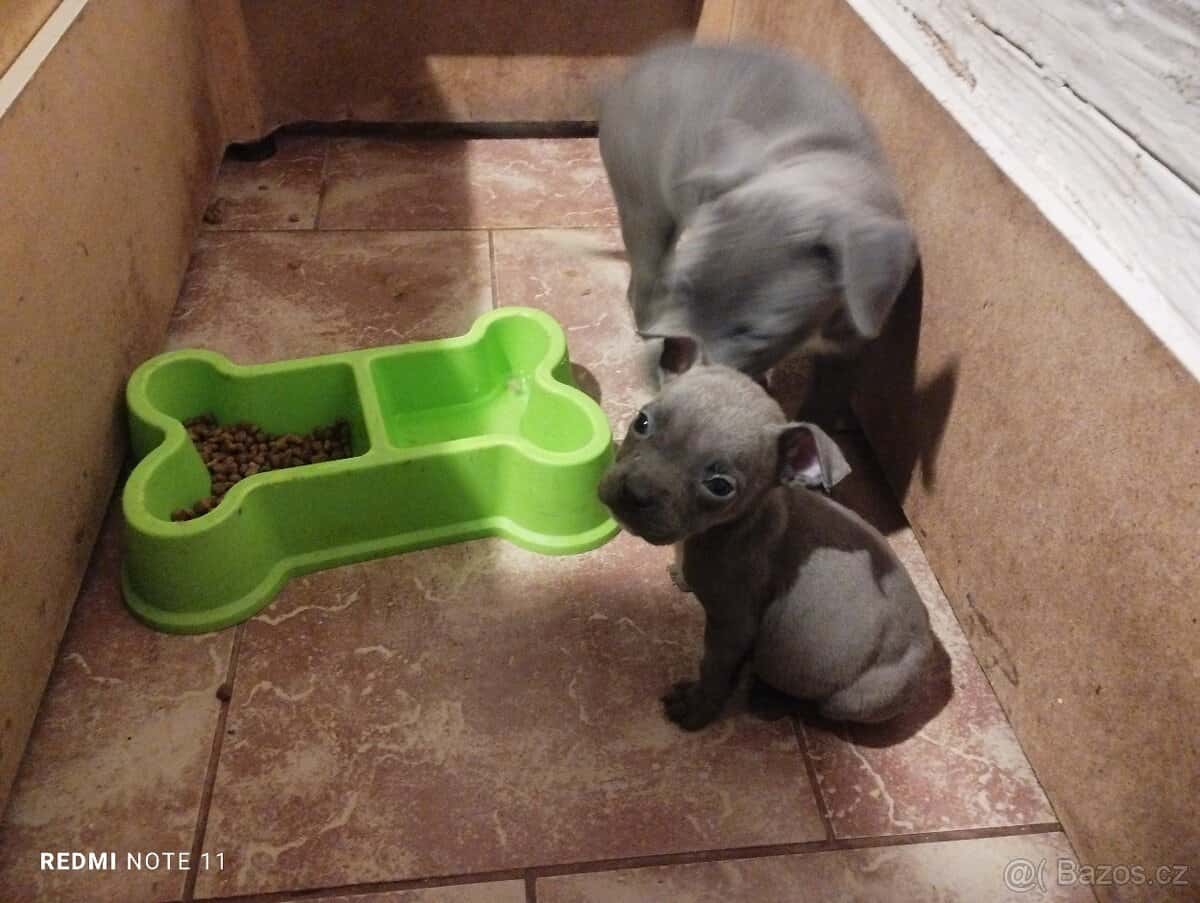 Štěňata Stafford 3