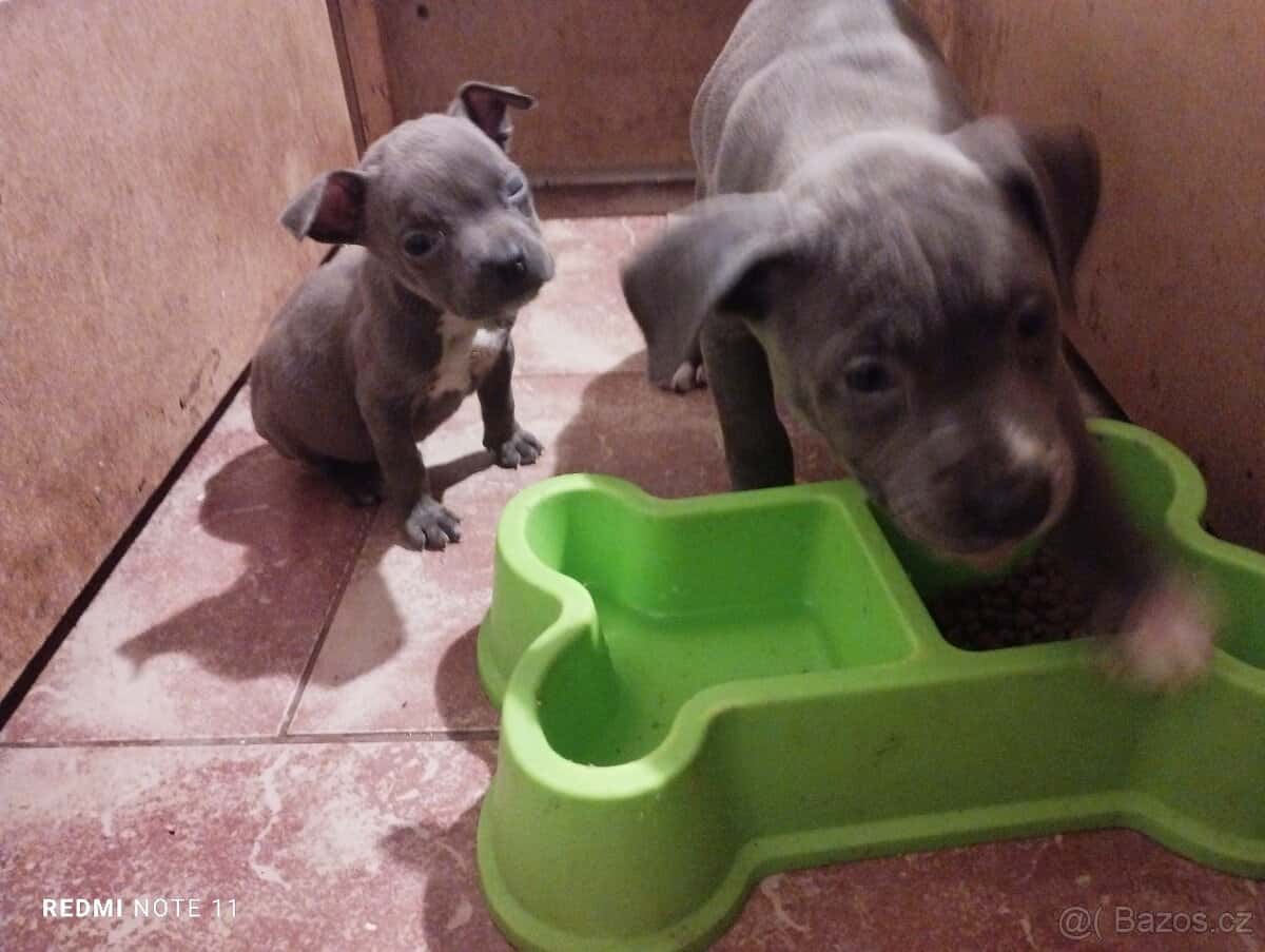 Štěňata Stafford 4