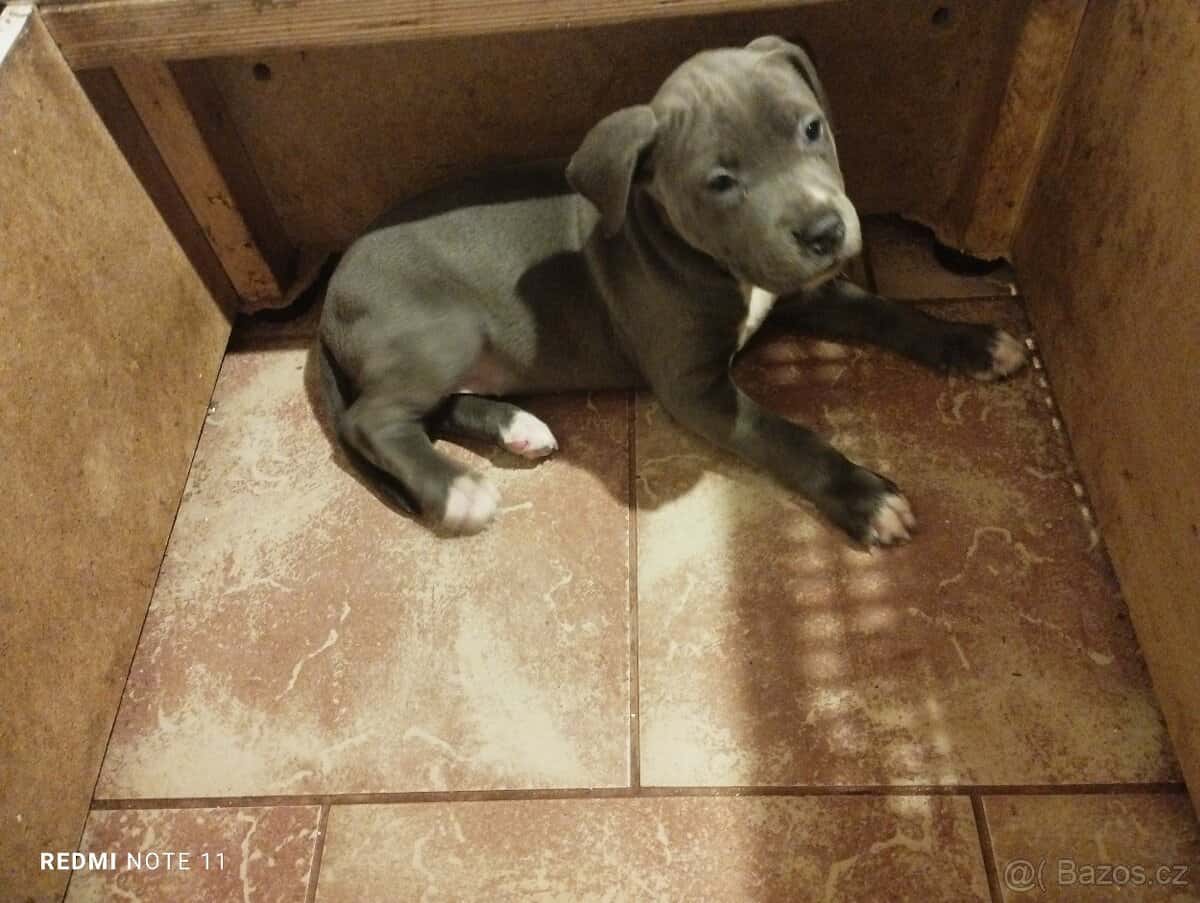 Štěňata Stafford 6