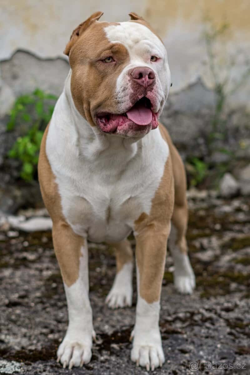 American bully 3