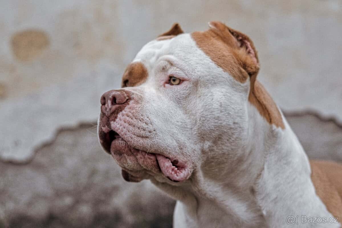 American bully 5