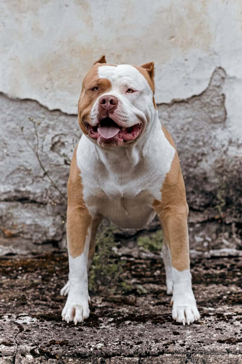 American bully 7