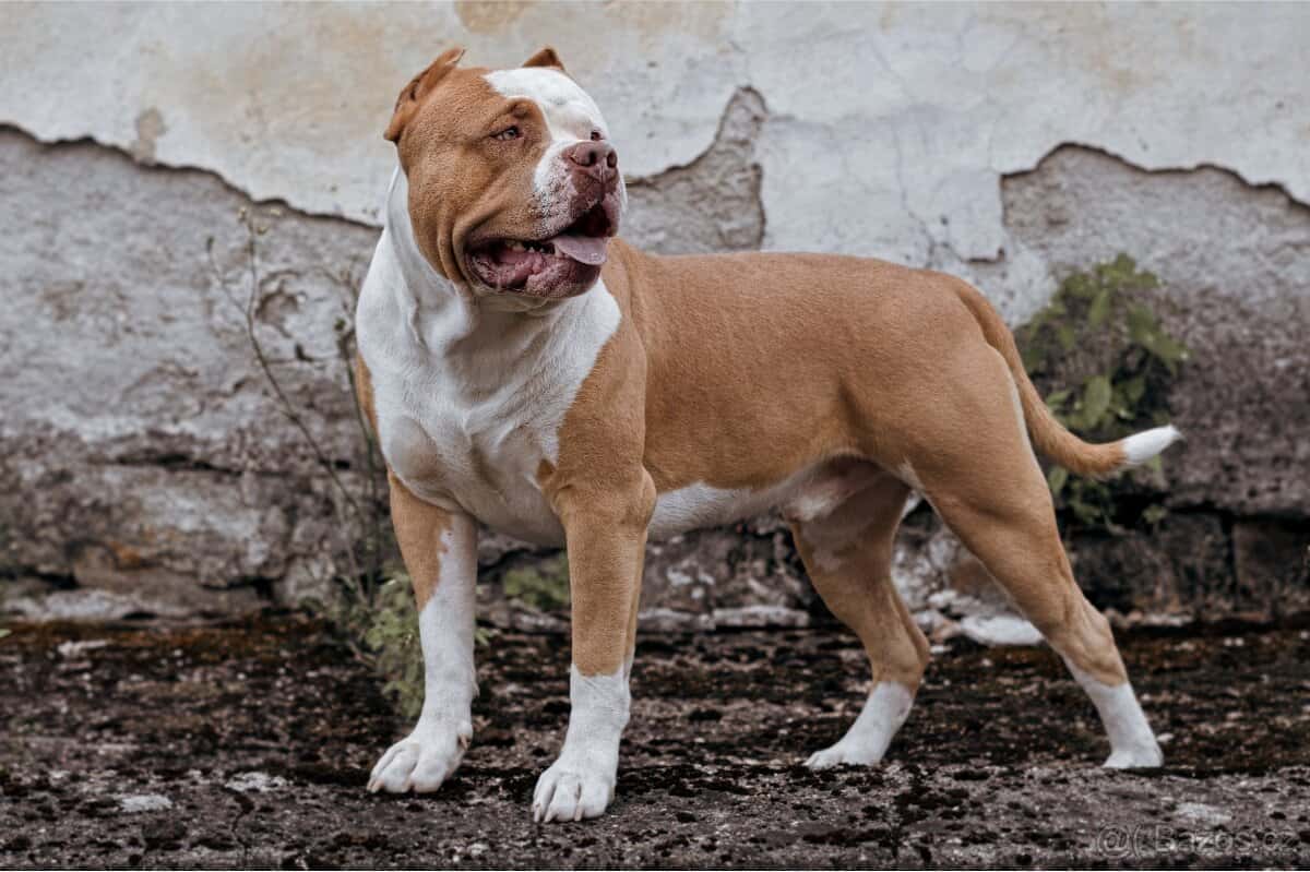 American bully 10