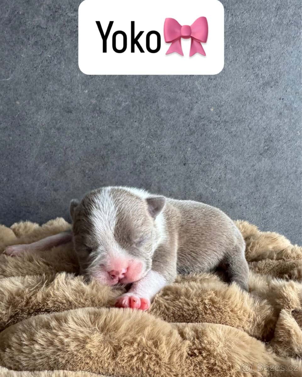 Bostonský teriér s PP 3