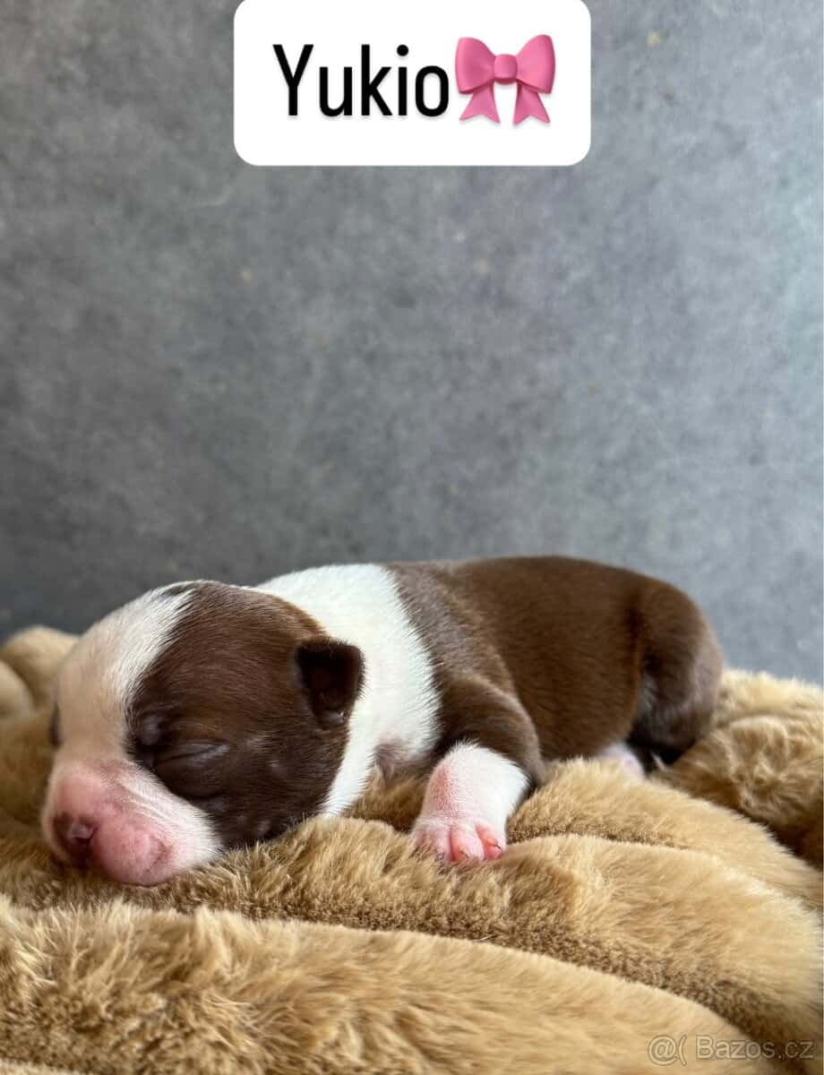 Bostonský teriér s PP 4