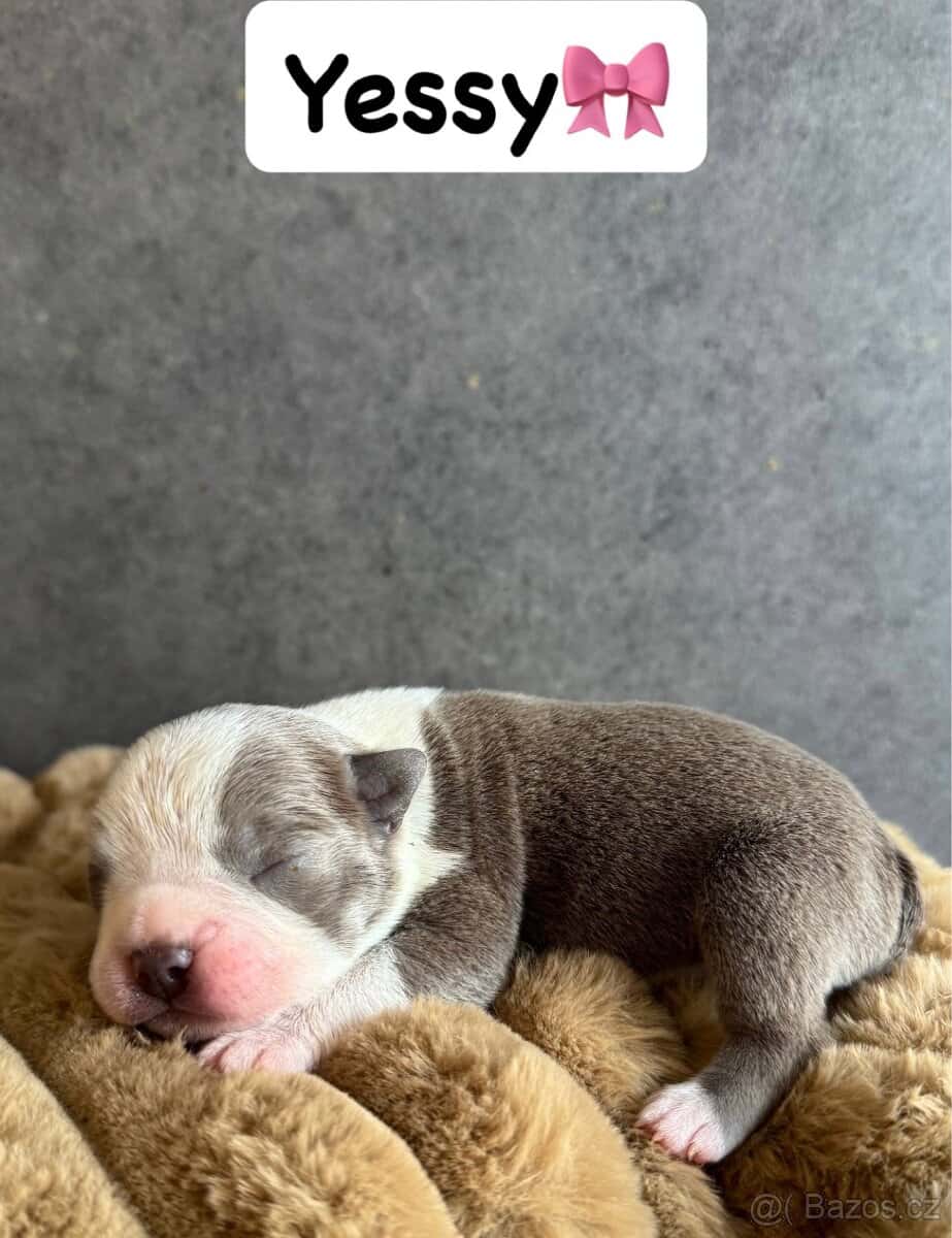 Bostonský teriér s PP 7